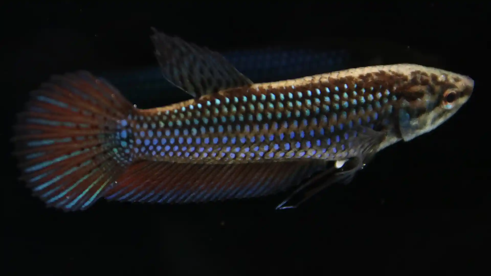 Female Smaragdina Betta with subdued olive-brown tones and shorter rounded fins in a natural blackwater scene.